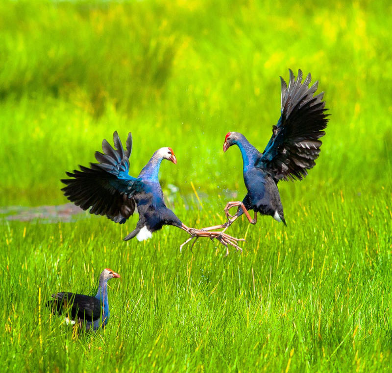 Begin your visa-prepared day with Vietnam’s tranquil ambiance